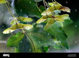 Attēlu rezultāti vaicājumam “Acer campestre fruit”