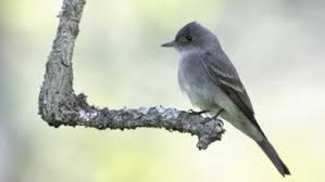 Image result for Apus pacificus