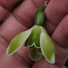 Attēlu rezultāti vaicājumam “Galanthus nivalis bud”