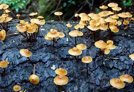 Attēlu rezultāti vaicājumam “Xeromphalina campanella”