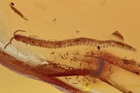 Attēlu rezultāti vaicājumam “Geophilidae”