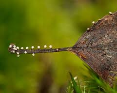 Attēlu rezultāti vaicājumam “Craterium leucocephalum”