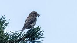 Attēlu rezultāti vaicājumam “Loxia pytyopsittacus”