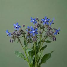Attēlu rezultāti vaicājumam “Borago officinalis”