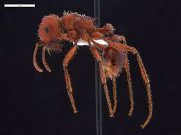 Attēlu rezultāti vaicājumam “Formicidae”