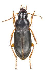 Attēlu rezultāti vaicājumam “Pseudoophonus rufipes”