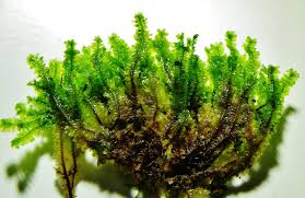 Attēlu rezultāti vaicājumam “Diplophyllum albicans”