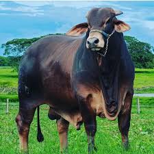 Image result for ganado bovino