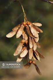 Attēlu rezultāti vaicājumam “Acer pseudoplatanus fruit”