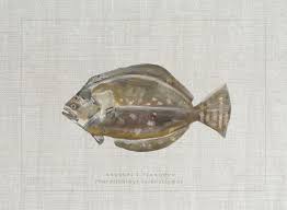 Image result for Paralichthys lethostigma