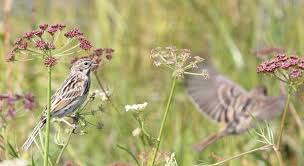 Image result for Emberiza fucata