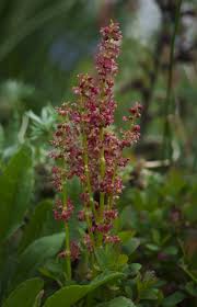 Attēlu rezultāti vaicājumam “Rumex acetosa flower”