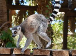 lemur ile ilgili görsel sonucu