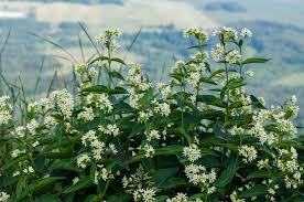 Attēlu rezultāti vaicājumam “Vincetoxicum hirundinaria flower”
