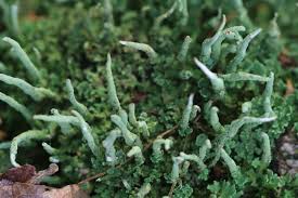 Attēlu rezultāti vaicājumam “Cladonia coniocraea”