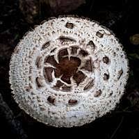 Attēlu rezultāti vaicājumam “Badhamia panicea”