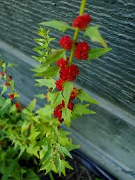 Attēlu rezultāti vaicājumam “Chenopodium foliosum fruit”