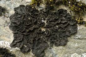 Attēlu rezultāti vaicājumam “Collema”