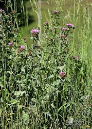 Attēlu rezultāti vaicājumam “Centaurea phrygia”