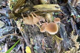 Attēlu rezultāti vaicājumam “Myriosclerotinia scirpicola”