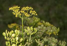 Attēlu rezultāti vaicājumam “Pastinaca sativa subsp. sylvestris flower”