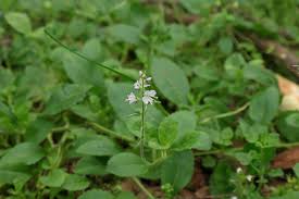 Attēlu rezultāti vaicājumam “Veronica officinalis leaf”