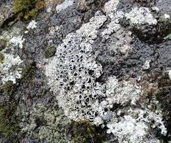 Attēlu rezultāti vaicājumam “Plectocarpon lichenum”