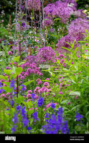 Attēlu rezultāti vaicājumam “Veronica austriaca subsp. teucrium leaf”