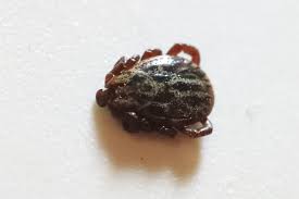 Attēlu rezultāti vaicājumam “Dermacentor reticulatus”