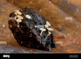 Attēlu rezultāti vaicājumam “Hymenoscyphus fructigenus”