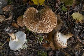 Attēlu rezultāti vaicājumam “Lepiota aspera”