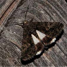 Attēlu rezultāti vaicājumam “Pinthaeus sanguinipes imago”