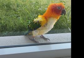 Image result for pheega