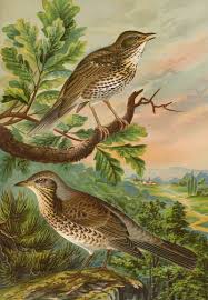 Image result for Turdus pilaris