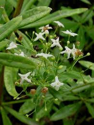 Attēlu rezultāti vaicājumam “Galium schultesii”