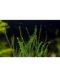 Attēlu rezultāti vaicājumam “Drepanocladus aduncus”