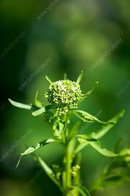 Attēlu rezultāti vaicājumam “Armoracia rusticana flower”