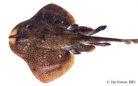 Image result for Leucoraja