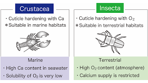 Attēlu rezultāti vaicājumam “Crustacea”