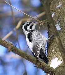 Attēlu rezultāti vaicājumam “Picoides tridactylus”