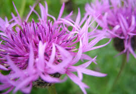 Attēlu rezultāti vaicājumam “Centaurea scabiosa flower”