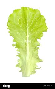 Attēlu rezultāti vaicājumam “Lactuca sativa”