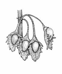 Attēlu rezultāti vaicājumam “Rumex obtusifolius fruit”