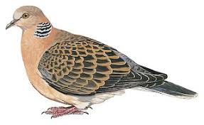 Image result for Streptopelia orientalis