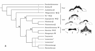 Attēlu rezultāti vaicājumam “Harminius undulatus”