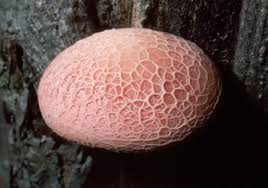 Attēlu rezultāti vaicājumam “Rhodotus palmatus”