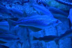 Image result for Pollachius pollachius