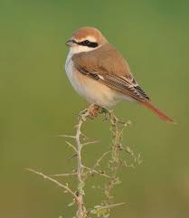 Image result for Lanius isabellinus