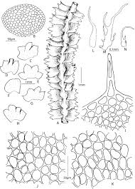 Attēlu rezultāti vaicājumam “Barbilophozia lycopodioides”