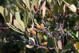 Attēlu rezultāti vaicājumam “Myrica gale fruit”
